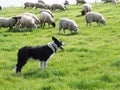 Working Sheep Dog Royalty Free Stock Photo