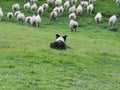 Working Sheep Dog Royalty Free Stock Photo