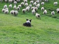 Working Sheep Dog Royalty Free Stock Photo