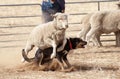 Working sheep dog. Royalty Free Stock Photo