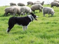 Working Sheep Dog Royalty Free Stock Photo