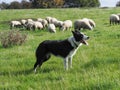 Working Sheep Dog Royalty Free Stock Photo