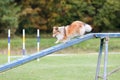 Working sable shetlans sheepdog breed dog running agility Royalty Free Stock Photo