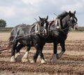 Working Shire Horses. Royalty Free Stock Photo