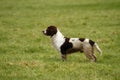 Working Springer Spaniel Dog Royalty Free Stock Photo