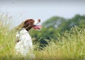 Working Springer Spaniel dog Royalty Free Stock Photo