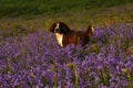 Working Springer Spaniel Dog Royalty Free Stock Photo
