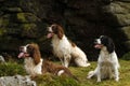 Working Springer Spaniel Dogs Royalty Free Stock Photo