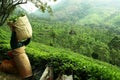 Working at tea plantation Royalty Free Stock Photo