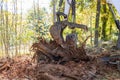 Working with a tractor during deforestation and landscaping for the preparation of the construction site with the