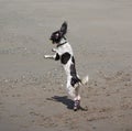A working type engish springer spaniel pet gundog jumping on a sandy beach Royalty Free Stock Photo