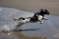 A working type engish springer spaniel pet gundog jumping on a sandy beach