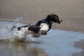 A working type engish springer spaniel pet gundog jumping on a sandy beach