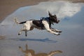 A working type engish springer spaniel pet gundog jumping on a sandy beach