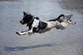 A working type engish springer spaniel pet gundog jumping on a sandy beach Royalty Free Stock Photo