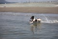 A working type engish springer spaniel pet gundog jumping into the sea on a sandy beach