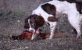 A working type english springer spaniel carrying a pheasant