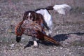 A working type english springer spaniel carrying a pheasant