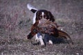 A working type english springer spaniel carrying a pheasant