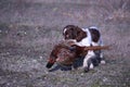 A working type english springer spaniel carrying a pheasant