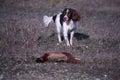 A working type english springer spaniel carrying a pheasant