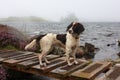 A working type english springer spaniel by a lake