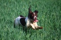 A Working type english springer spaniel pet gundog in a field of green crops