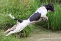 A working type english springer spaniel pet gundog jumping into water Royalty Free Stock Photo