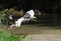 A working type english springer spaniel pet gundog jumping into water Royalty Free Stock Photo