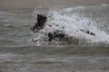 A working type english springer spaniel pet gundog jumping into water Royalty Free Stock Photo