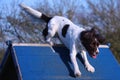 A working type english springer spaniel pet gundog running over an agility a-frame