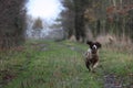 A working type english springer spaniel pet gundog running on a shoot
