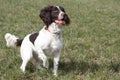 A working type english springer spaniel pet gundog waiting patiently on a shoot Royalty Free Stock Photo