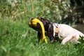 Working type english springer spaniel retrieving a yellow toy from water Royalty Free Stock Photo