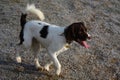 A working type liver and white english springer spaniel pet gundog Royalty Free Stock Photo