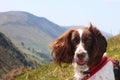A working type liver and white english springer spaniel pet gundog in the montains