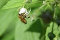 Working wild honey bee summer time