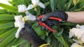 Working woman`s hand in spring garden with pruners