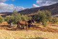 Working with Zamorano-LeonÃÂ©s Breed in an Olive Grove Royalty Free Stock Photo