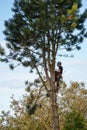 Workman cutting down a pine tree in a garden