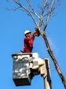 A workman uses a chainsaw to cut down a tall tree