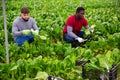 Workmen cutting green chard on farm field Royalty Free Stock Photo