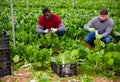 Workmen cutting green chard on farm field Royalty Free Stock Photo