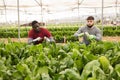 Workmen cutting green chard on farm field Royalty Free Stock Photo