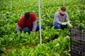 Workmen cutting green chard on farm field Royalty Free Stock Photo