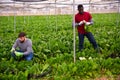 Workmen cutting green chard on farm field Royalty Free Stock Photo
