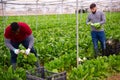 Workmen cutting green chard on farm field Royalty Free Stock Photo