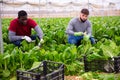 Workmen cutting green chard on farm field Royalty Free Stock Photo