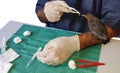 Workplace of a bird veterinarian with a medical instrument