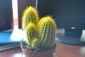 Workplace with computer and cactus on wood table